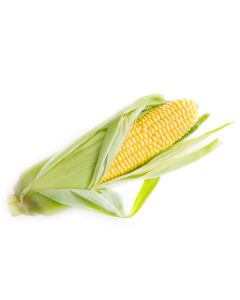 Sweet corn